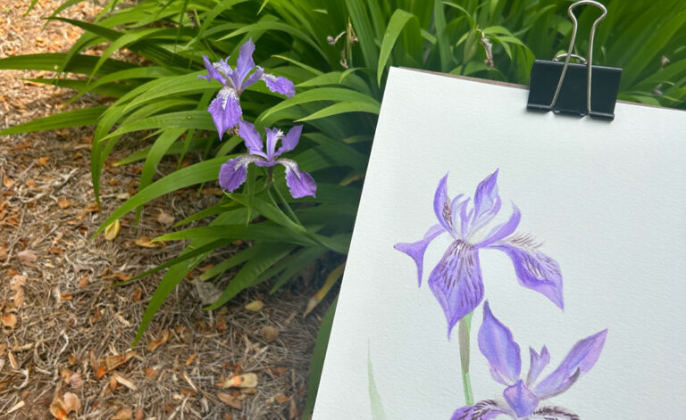 A photograph that shows a purple iris and, closer to the camera, a detail of a watercolor painting of the same iris