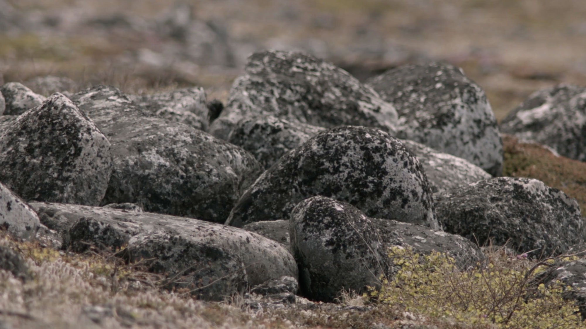 A screenshot from asinnajaq's film "Three Thousand" that shows a bunch of rounded gray, mossy rocks in the foreground.