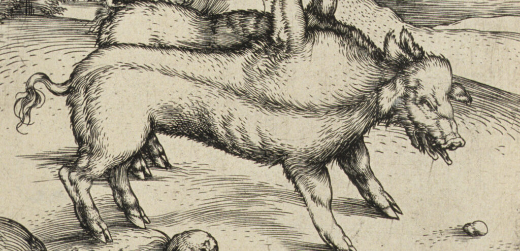 A detail of Albrecht Durer's etching "The Monstrous Pig of Landser," which shows what appears to be a two-bodied, one-headed pig