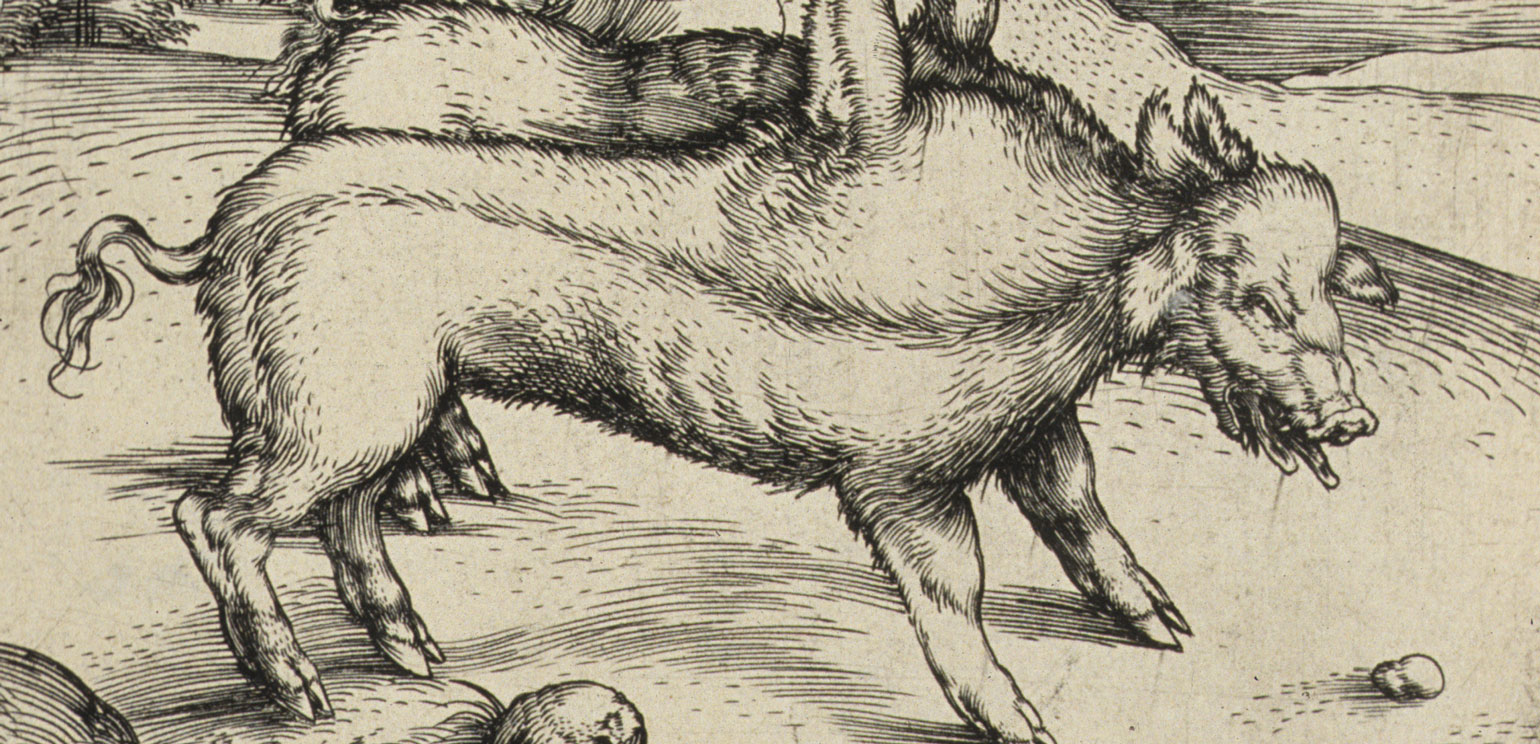 A detail of Albrecht Durer's etching "The Monstrous Pig of Landser," which shows what appears to be a two-bodied, one-headed pig