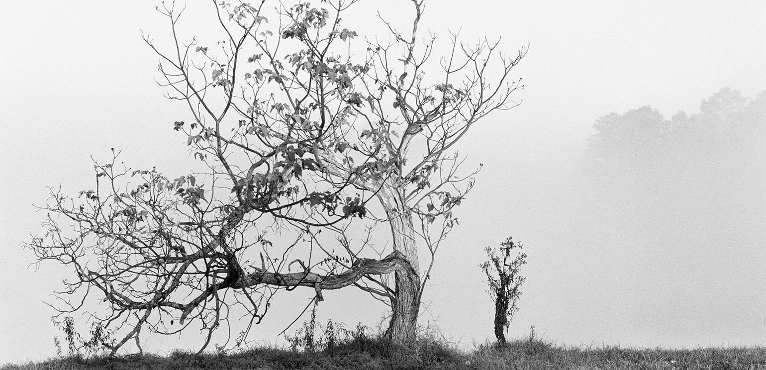 A black-and-white photograph of a large tree with few leaves on it, bending to the left, in a hay field. A much smaller tree appears at right.