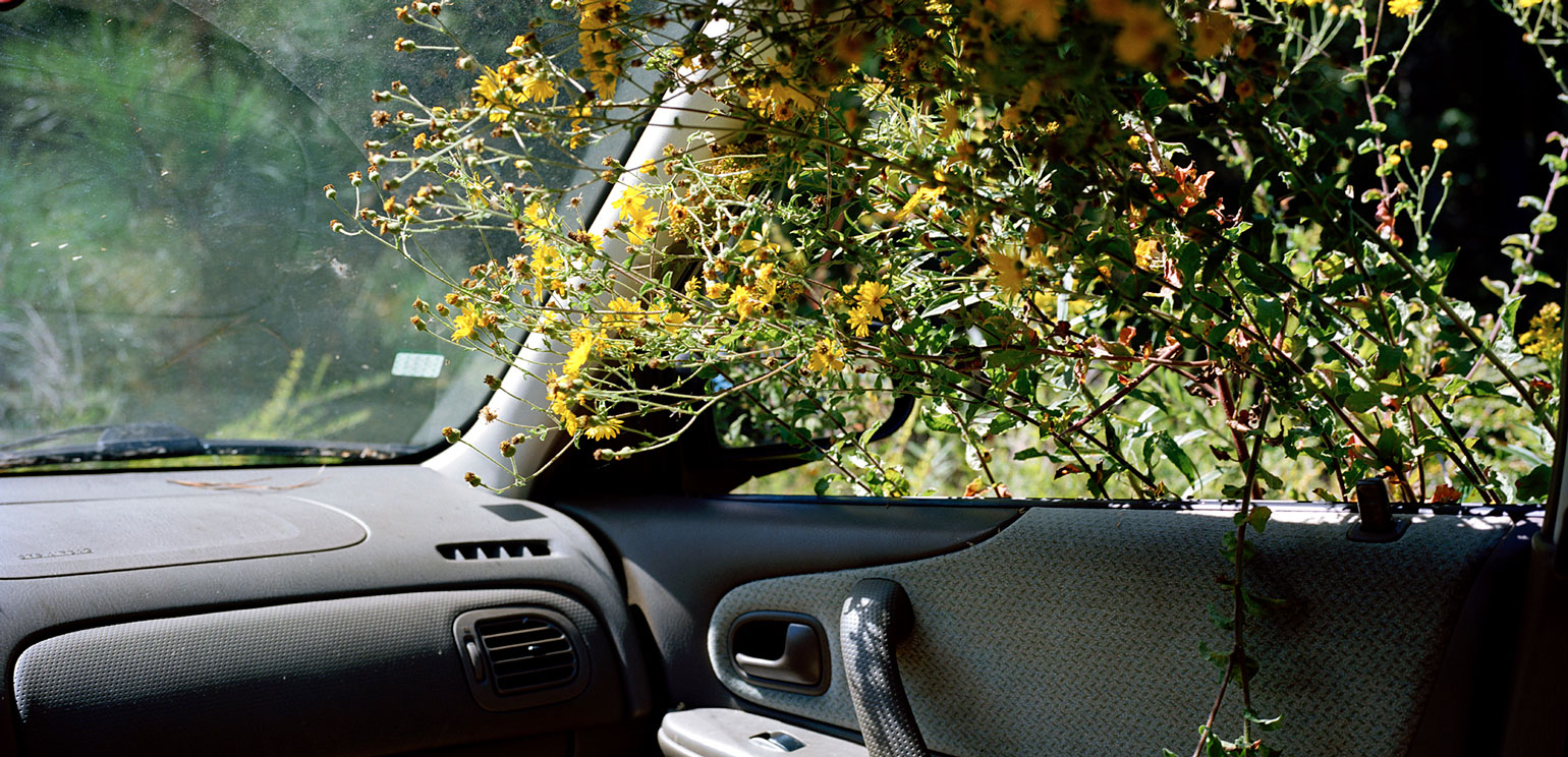 A tree with yellow flowers pushing in through the open window of a car in this color photograph by Georgia Rhodes