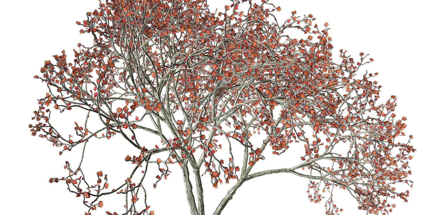 A detail of a still from Jennifer Steinkamp's film "Mike Kelley," which shows a digitally animated tree changing with the seasons.