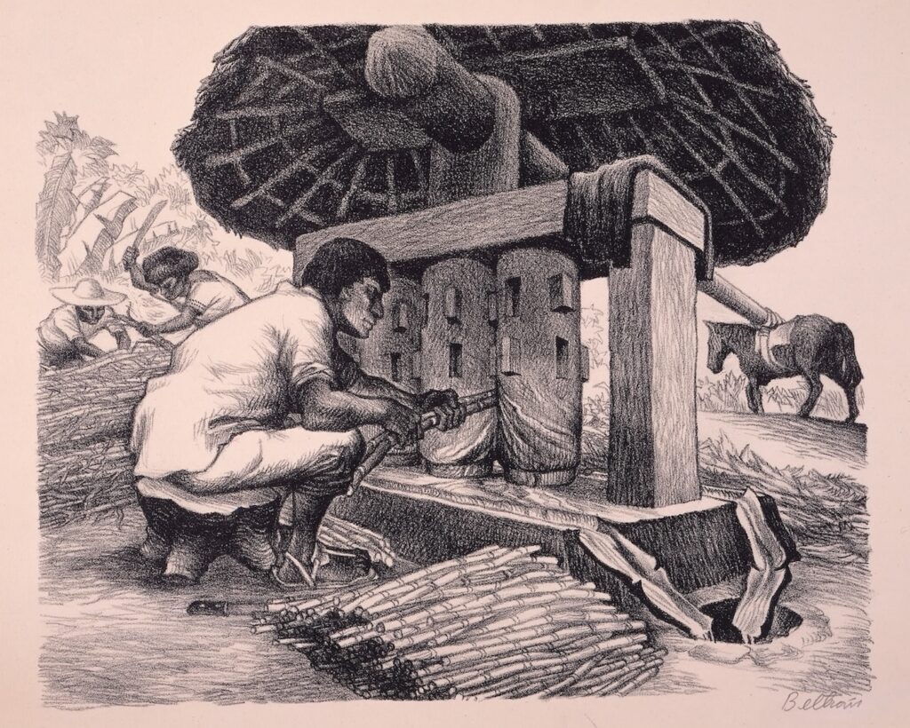 Alberto Beltrán's lithograph "Grinding Sugar Cane" shows a worker crouching to feed cane into a trapiche, a mill used to extract the juice that beomes sugar. In the background, a mule walks in a circle to power the mill.