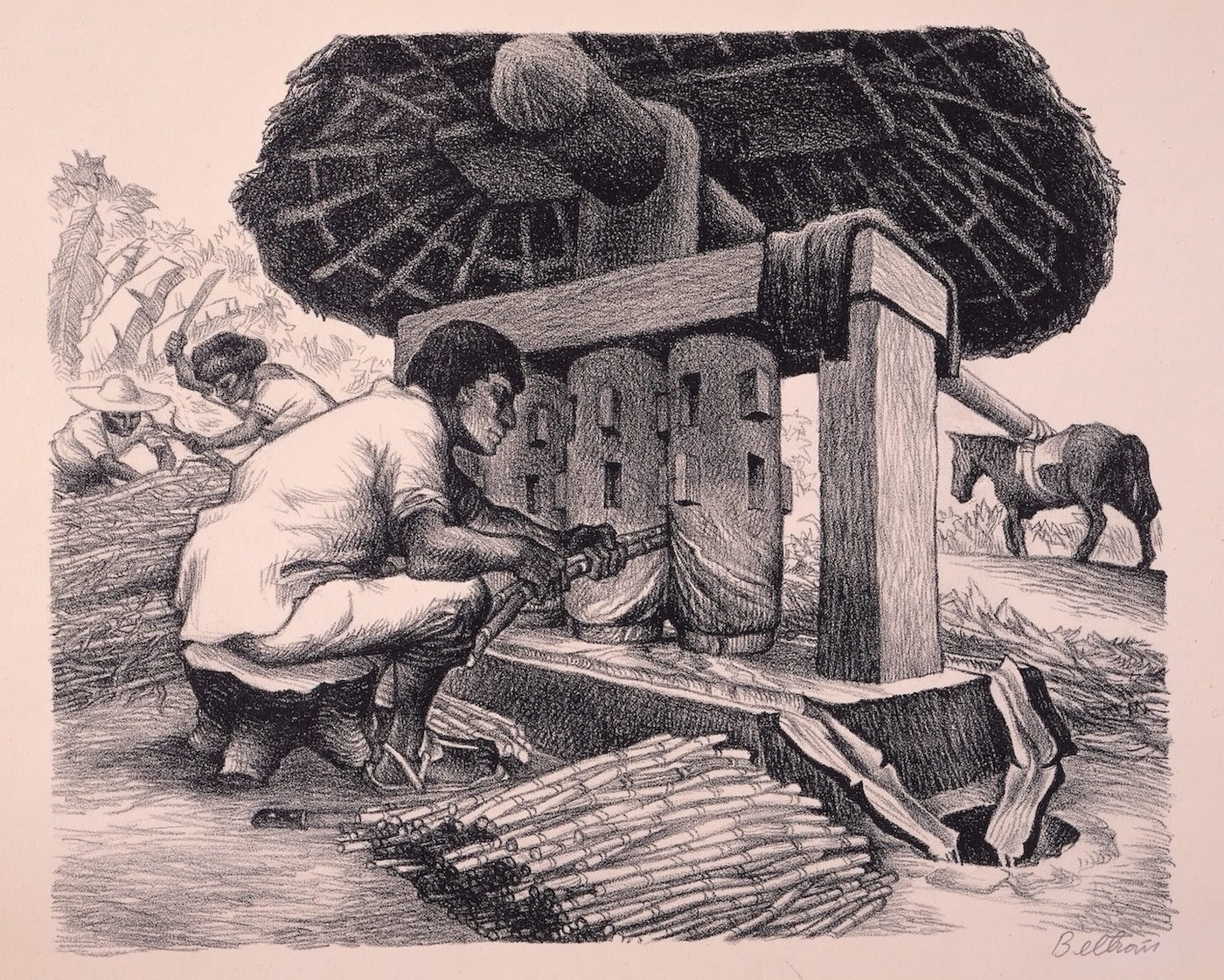 Alberto Beltrán's lithograph "Grinding Sugar Cane" shows a worker crouching to feed cane into a trapiche, a mill used to extract the juice that beomes sugar. In the background, a mule walks in a circle to power the mill.